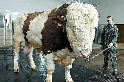 Man and his mountainous bull
