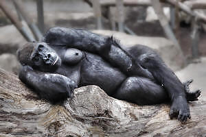 SilverBack #9765797