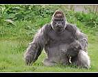 SilverBack #9765805