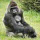 SilverBack #9765809