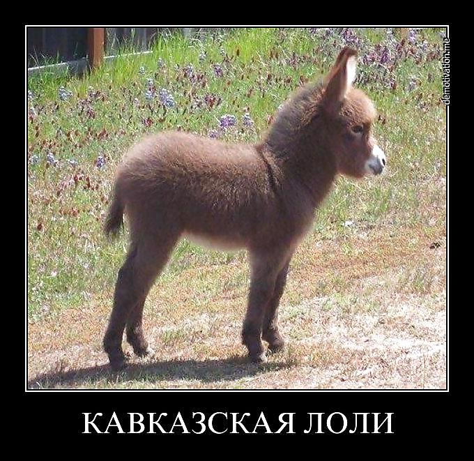Russian funny pictures #9758641
