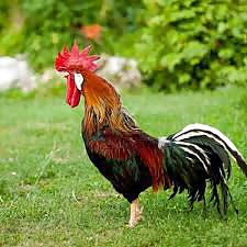 My cock #21052457