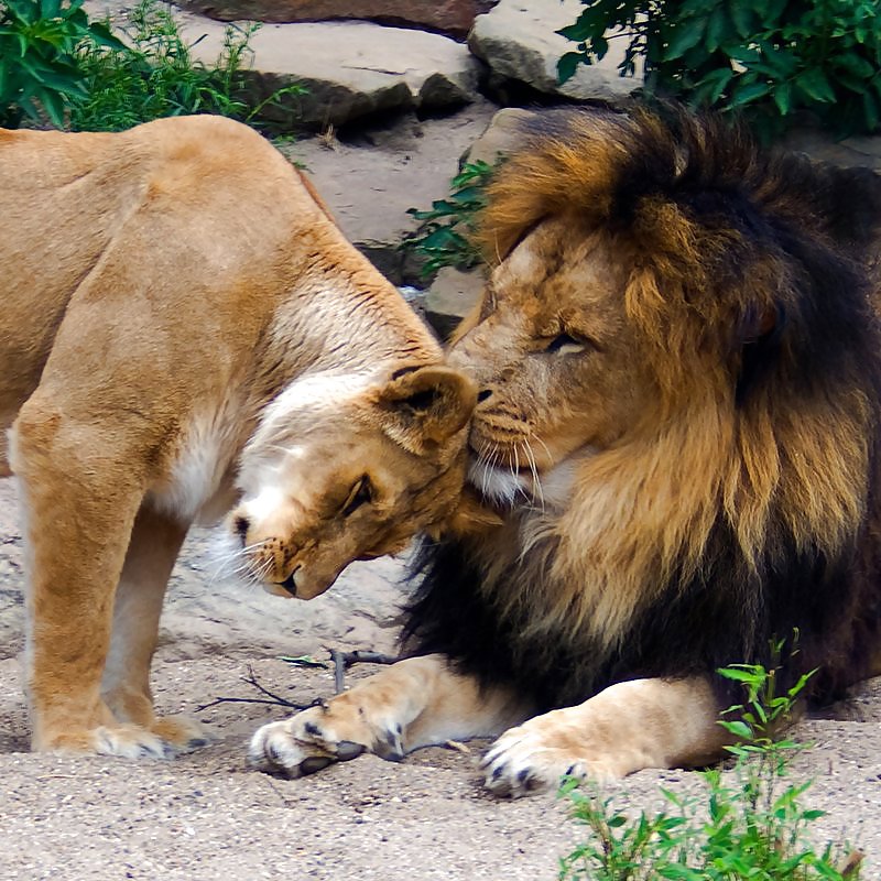 I surely LOVE LIONS #9424601