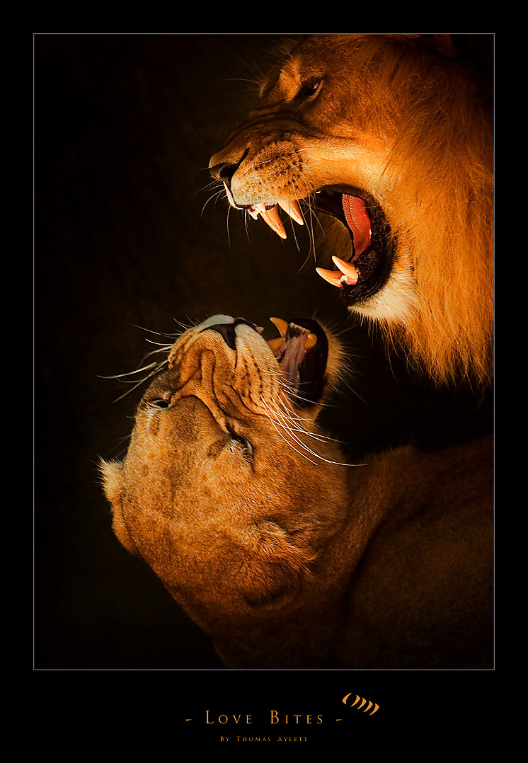 I surely LOVE LIONS #9424614