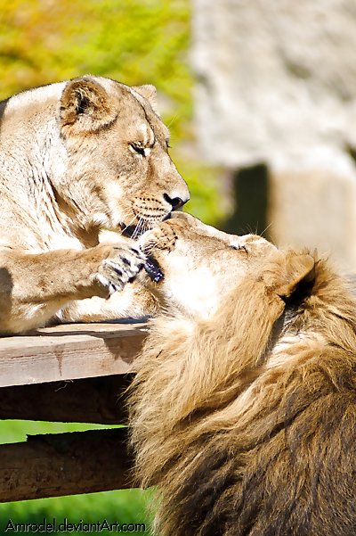I really LOVE LIONS #9424619