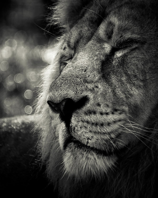 I surely LOVE LIONS #9424624