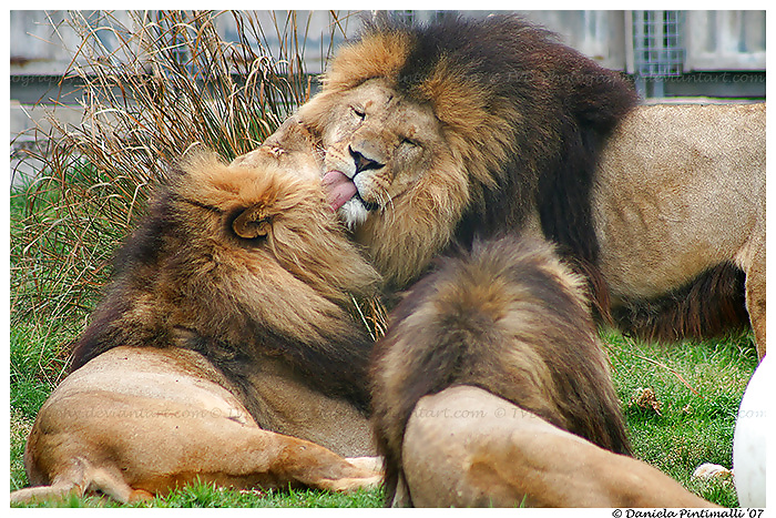 I really LOVE LIONS #9424631