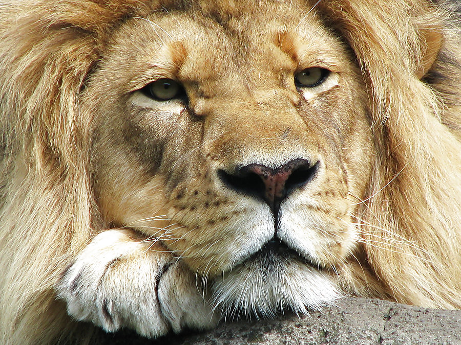 I really LOVE LIONS #9424639