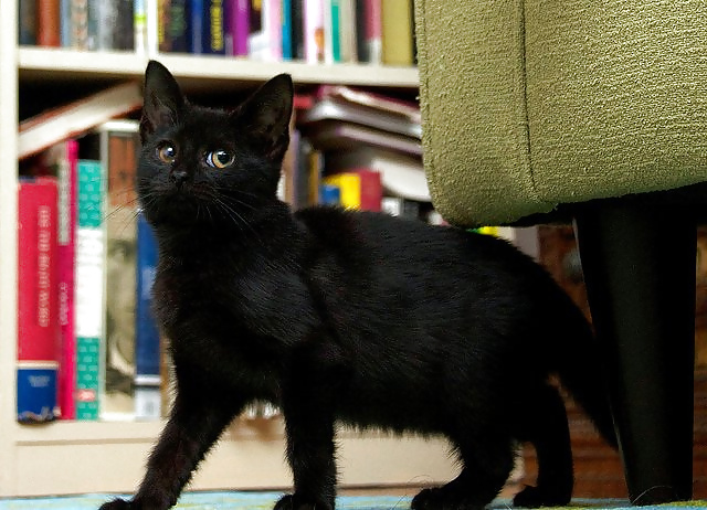 黒い子猫
 #22182818