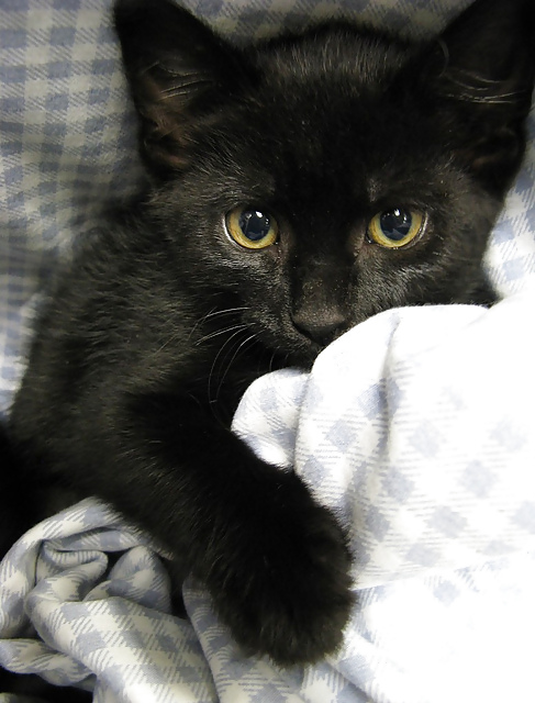 黒い子猫
 #22182824