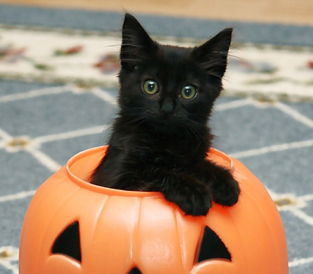 黒い子猫
 #22182829