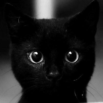 黒い子猫
 #22182833