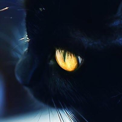 黒い子猫
 #22182841