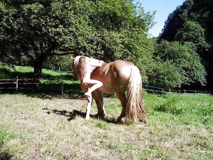 Hengst und stute
 #149345