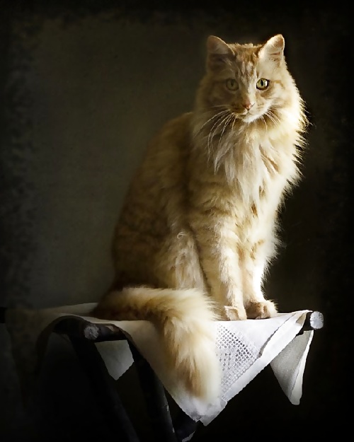 The Cat #8501548