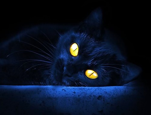 The Cat #8501582