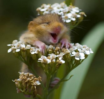 Hamsterparade #9956175