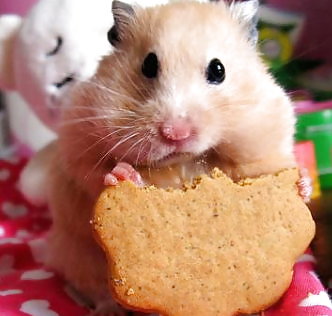 Hamsterparade #9956182