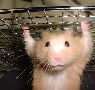 Hamsterparade #9956203