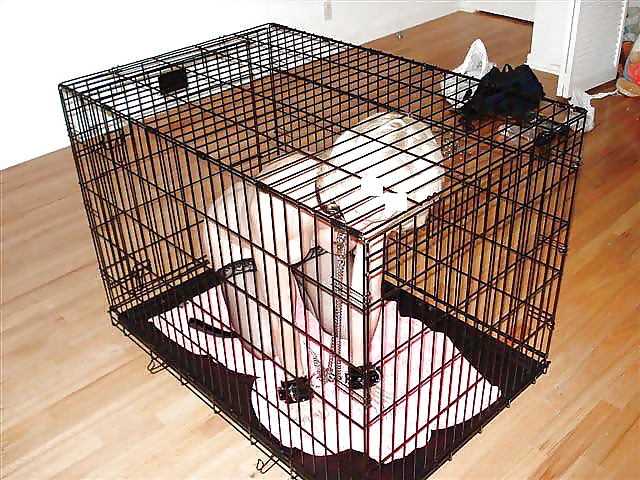 PET HOUSE #9324286