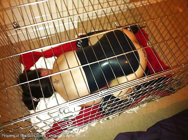 PET HOUSE #9324311