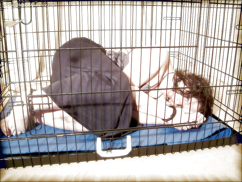 PET HOUSE #9324364