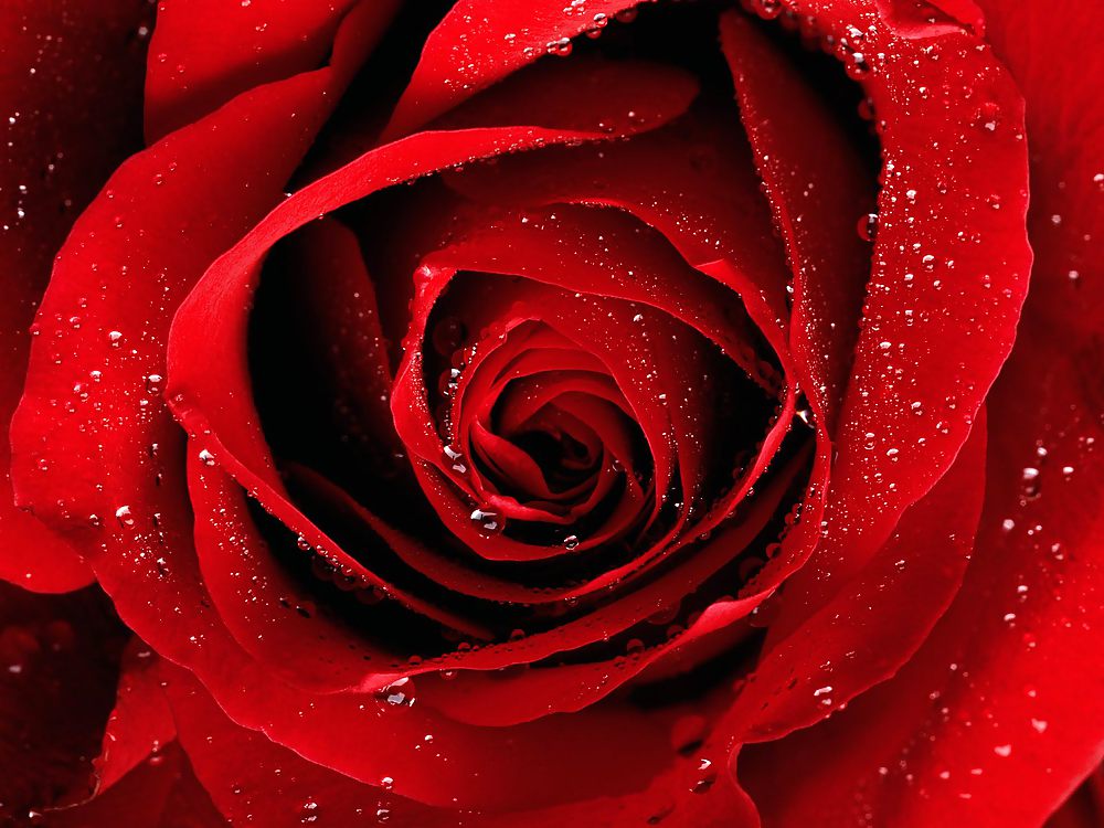 Rosa para ti
 #9369906