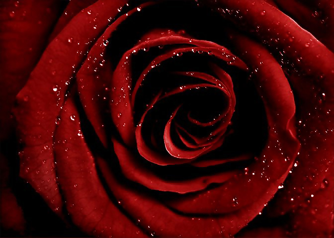 Rosa para ti
 #9369916