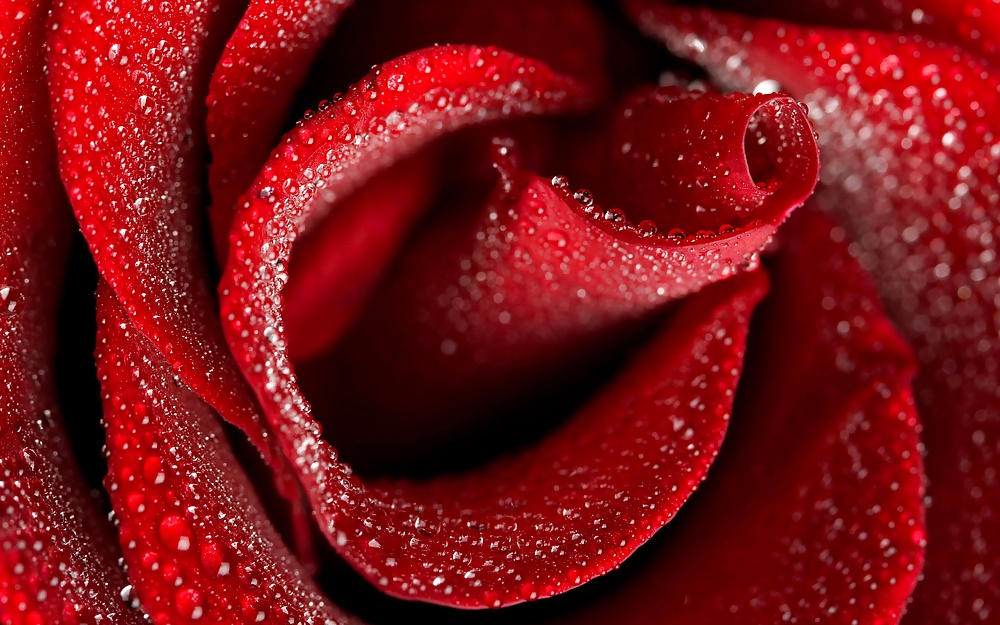 Rose for you #9369921