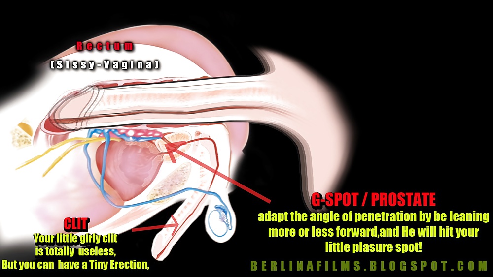 Shemale aanatomy (una specie di sissy-trainer)
 #17003361