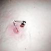 Play piercing #3949118