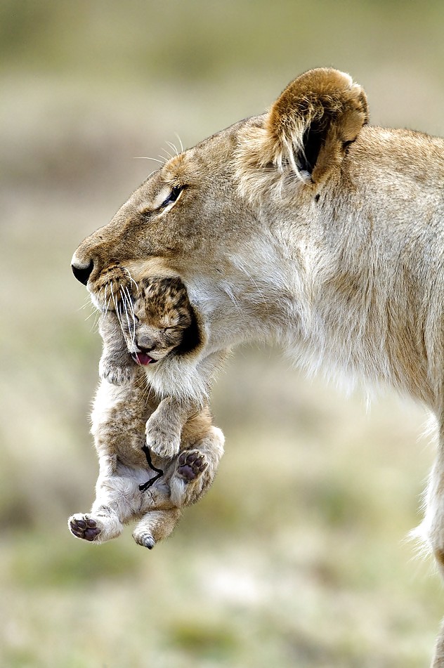 Gatos, grandes y pequeños
 #7432418