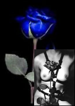 Erotic Art of Roses - Session 2 #4232219