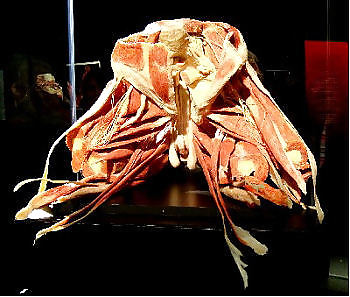 Von hegen human by jedman
 #17650040