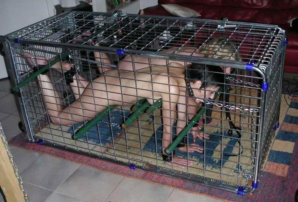 Petgirls #8359989