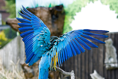 Papageno, Papagena... #9745698