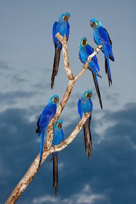 Fetishistic Papageno, Papagena...