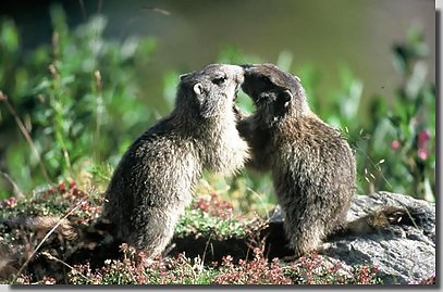 Lol elle sont amoureuse mes 2 marmottes  #13901314
