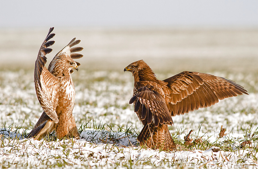 Bellezas de la naturaleza
 #13251093