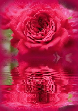 Valentinstag Sammlung Der Liebe & Rosen Für Euch Alle .. #7502929