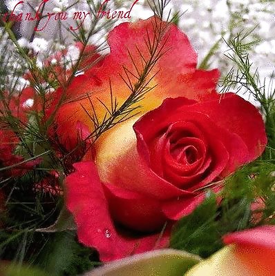 Valentinstag Sammlung Der Liebe & Rosen Für Euch Alle .. #7502950