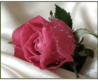 Valentinstag Sammlung Der Liebe & Rosen Für Euch Alle .. #7502977
