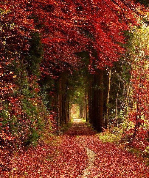 The way.... #16260588