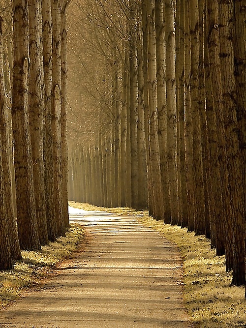 The way.... #16260607