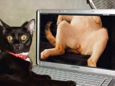 Porno de gatitos: un hombre culpa al gato por descargar fotos
 #5453168