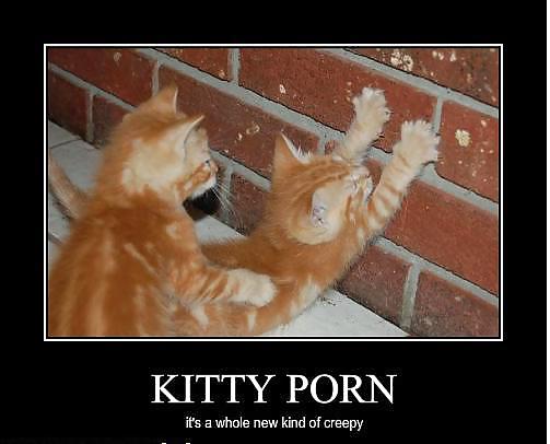 Porno de gatitos: un hombre culpa al gato por descargar fotos
 #5453197