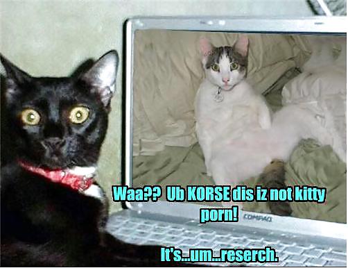 Porno de gatitos: un hombre culpa al gato por descargar fotos
 #5453207