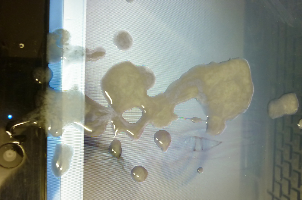 Wirklichnett's Pussy Creamed #3171969