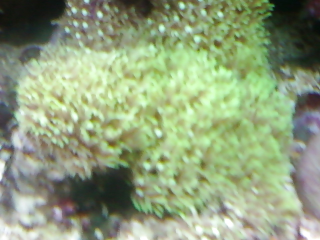 私のサンゴ礁の水槽...好きな人のために
 #2154714