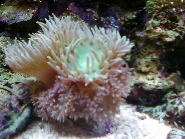 私のサンゴ礁の水槽...好きな人のために
 #2154722